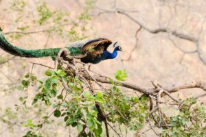 Bird of bundala national park