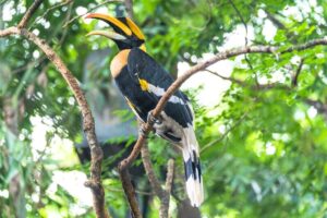 bundala national park's bird is sitting on a tree