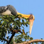 Bard is hunting in Bundala national Park Safari