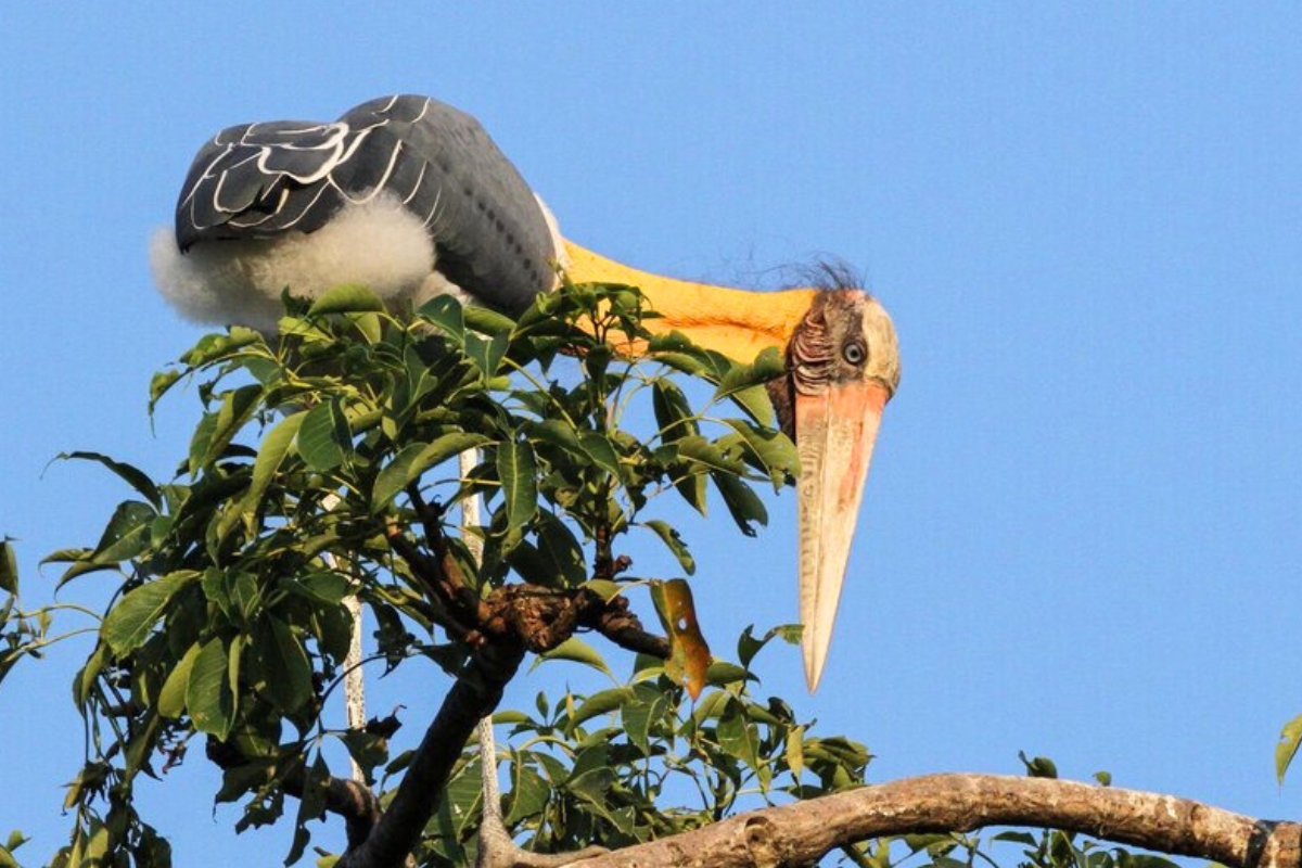 Bard is hunting in Bundala national Park Safari