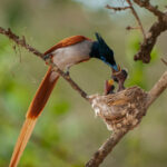 BUNDALA NATIONAL PARK - HamoosHamoos BUNDALA NATIONAL PARK - HamoosHamoos