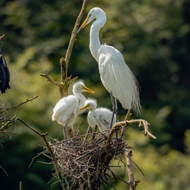 Bundala National Park,Sri Lanka tours,sri lanka national parks,sri lanka tour packages,sri lanka tour of india 2024,sri lanka tour package for couple,sri lanka tour package for family