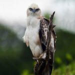 Sri Lanka Holiday Guides | Bundala National Park | AQUA-FIRMA