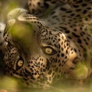 tripadvisor udawalawe safari