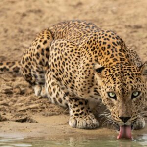 udawalawe nationalpark