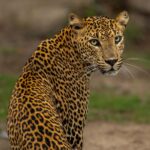 Leopard lunugamvehera national park