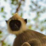 Ridiyagama Safari Park in sri lanka