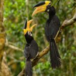 udawalawe nationalpark