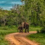 udawalawe safari resort