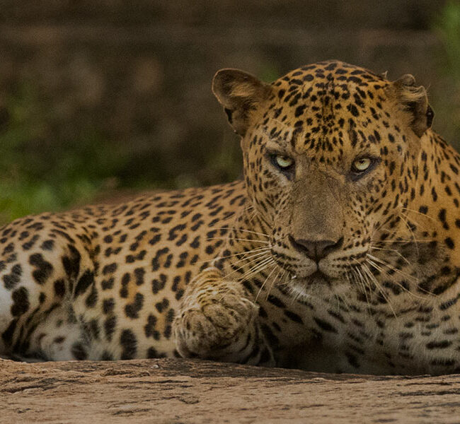 Lunugamvehera National Park