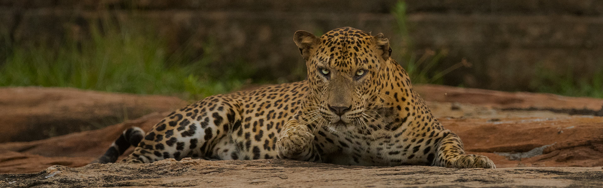 Lunugamvehera National Park