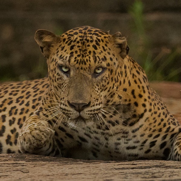 Yala Safari Jeep Service