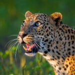 Tiger roamming of yala national park explore by yala safari jeep tour