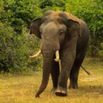 Udawalawe National Park