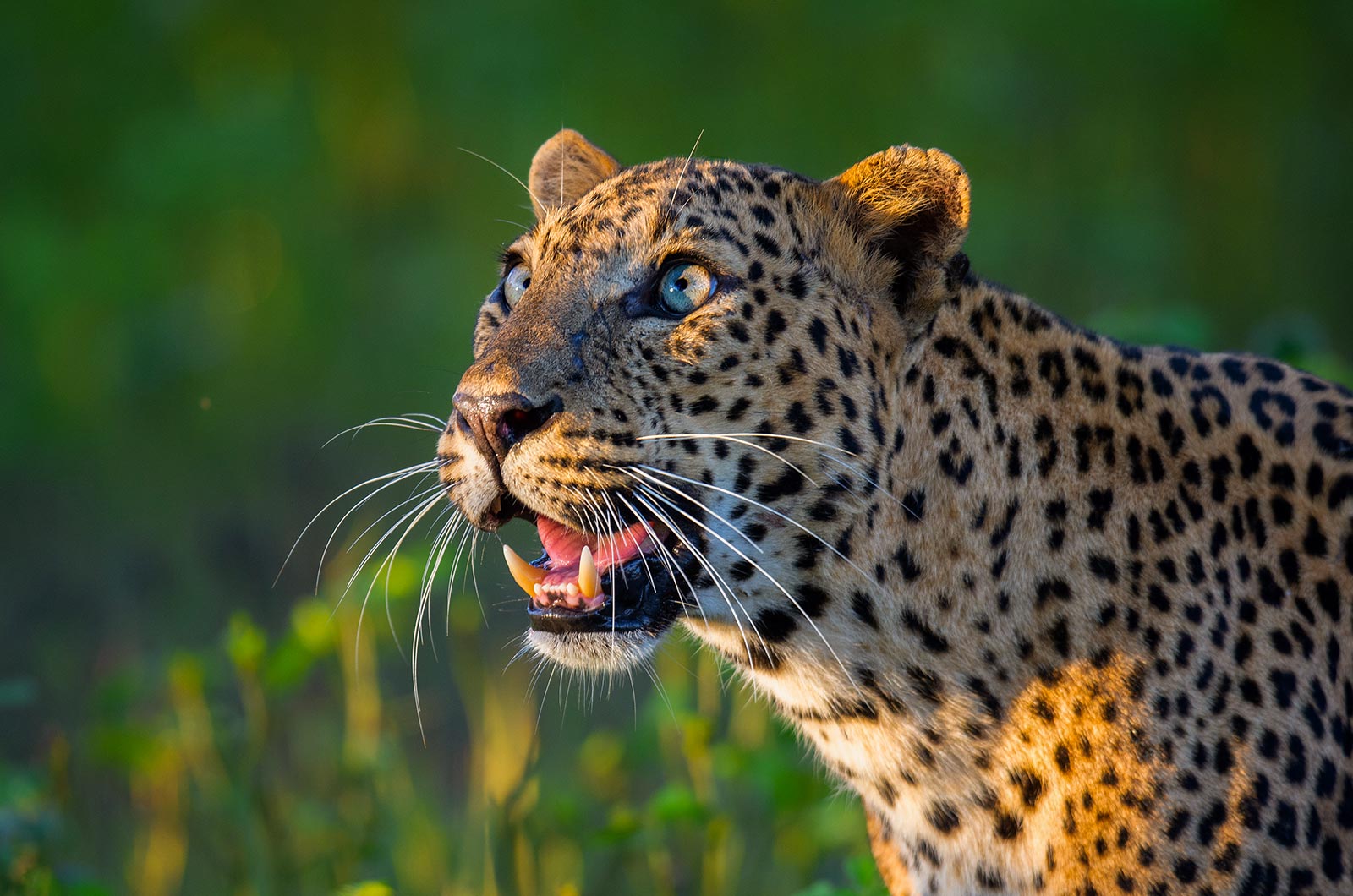 Tiger roamming of yala national park explore by yala safari jeep tour