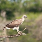 Lunugamvehera national park