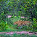 Ridiyagama Safari Park