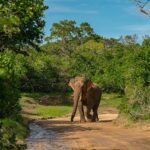 daya-safari-header-1920x900 (5)