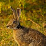 jetwing kaduruketha wildlife in sri lanka