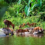 ridiyagama safari park,ridiyagama safari park photos,ridiyagama safari park tickets,ridiyagama safari park jeep price local,ridiyagama safari park reviews