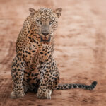 DSC_3131 yala safari jeep price for locals