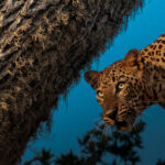 DSC_3157 yala safari jeep price