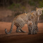 Yala Safari Jeep Service Yala Safari Jeep Service