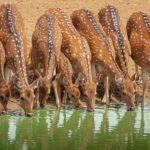 Safari Jeep Service Safari Jeep Service