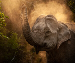 elephant roam yala safari park