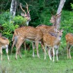 West midlands safari park,west midland safari park,west midlands safari park lodges,safari park west midlands,hotels near west midlands safari park,west midlands safari park rides,west midland safari park photos