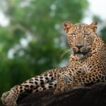 yala national park yala national park