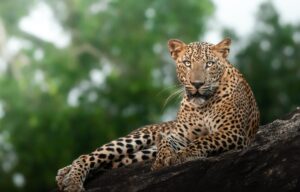 yala national park yala national park