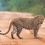 yala safari jeep price