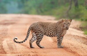 yala safari jeep price